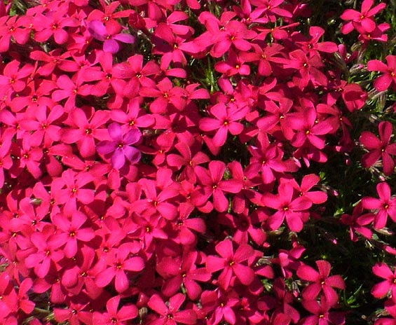 Phlox Douglasii